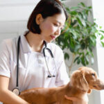 愛玩動物看護師とは？受験資格・仕事内容を分かりやすく解説