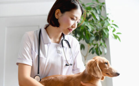 愛玩動物看護師とは？受験資格・仕事内容を分かりやすく解説